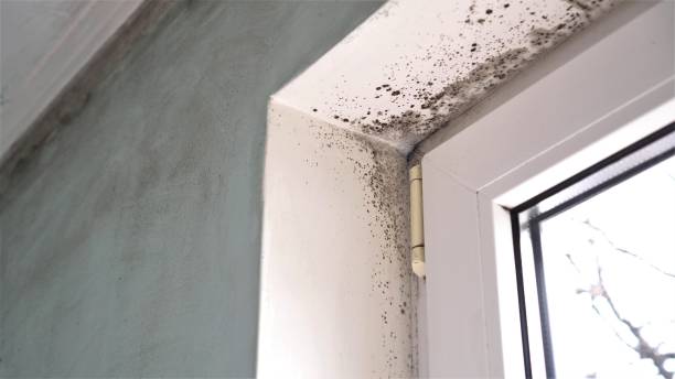 Best Kitchen Mold Remediation in Trevorton, PA